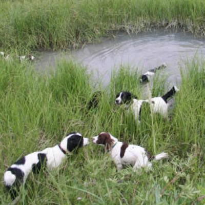 Spaniels At The Watering Hole 1